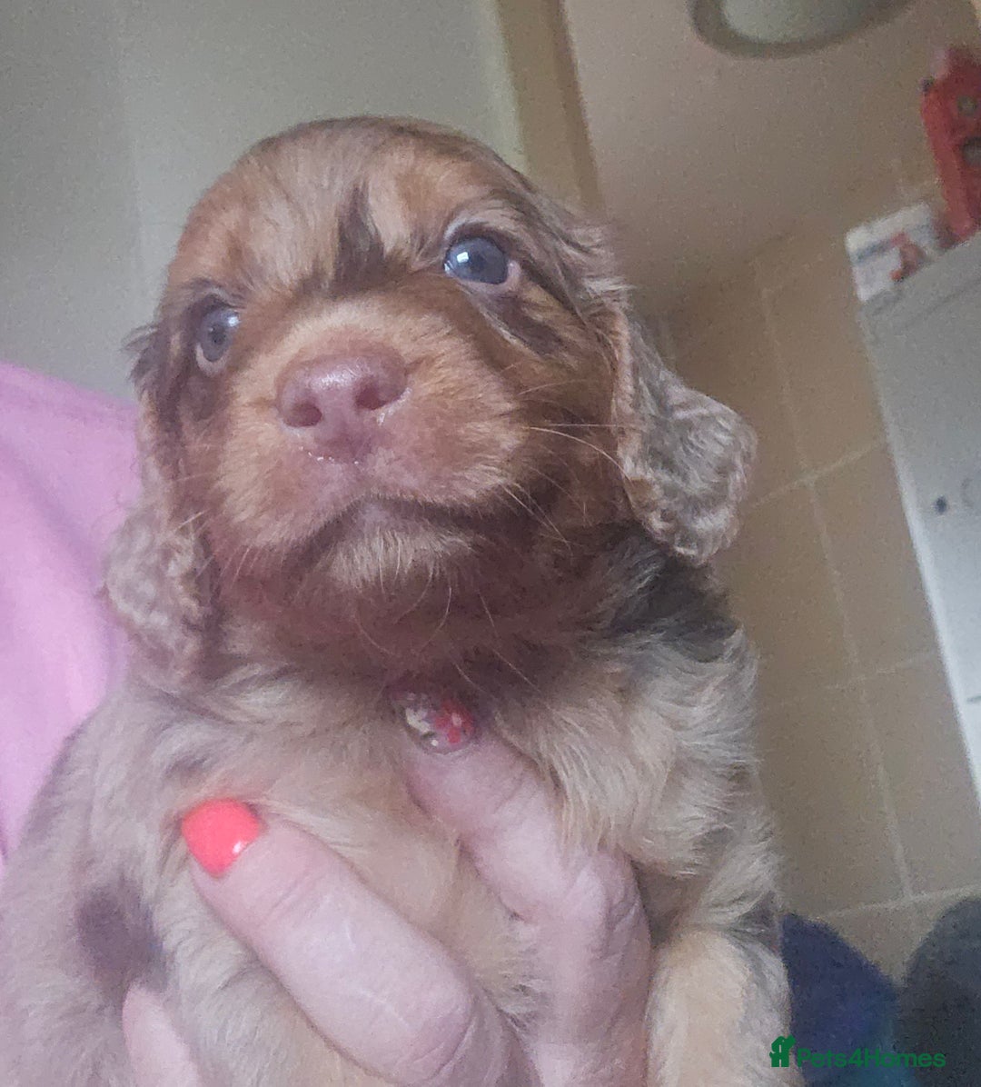Cockapoo dogs for sale: The best cockapoos - Image 13