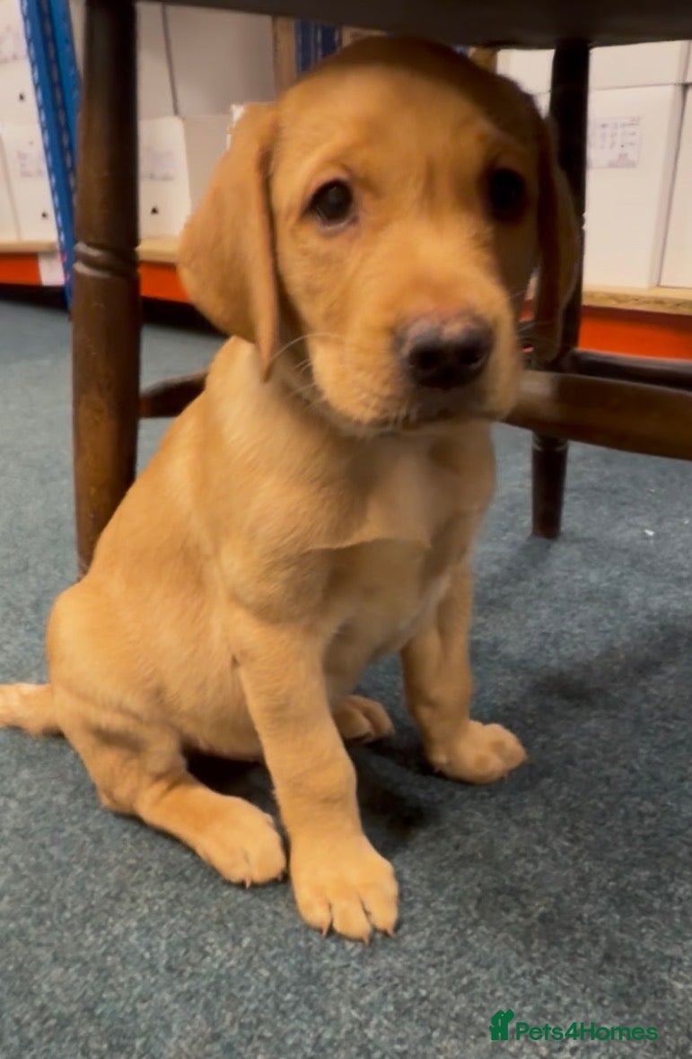 Labrador Retriever dogs Labrador retriever puppies for sale - Advert 8