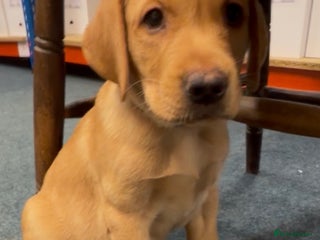 Labrador Retriever dogs Labrador retriever puppies for sale - Advert 6