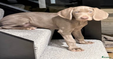 Weimaraner dogs - Advert 5