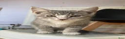 Mixed Breed cats for sale: 3 adorable kittens for sale  in Leicester - Advert 8