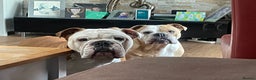 English Bulldog dogs for sale: English Bulldogs x2 - Advert 1