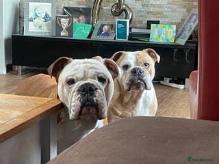 English Bulldog dogs English Bulldogs x2 - Advert 1