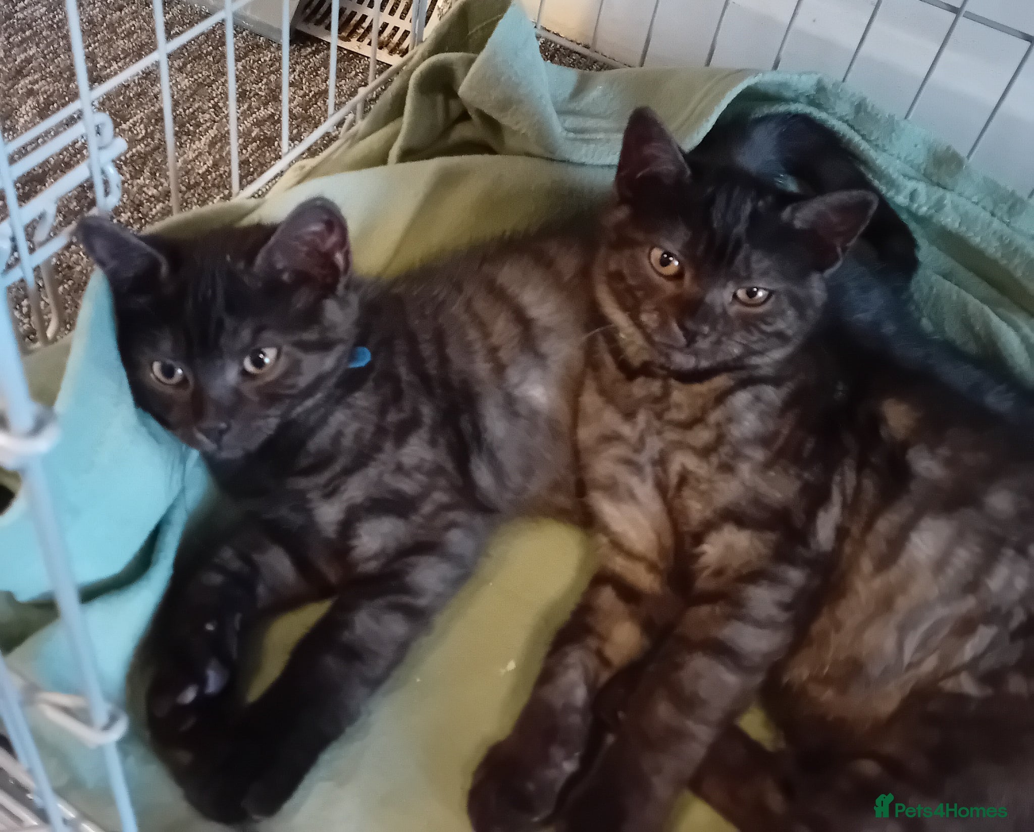 British Shorthair cats 2 British shorthair boys  smoke - Advert 6