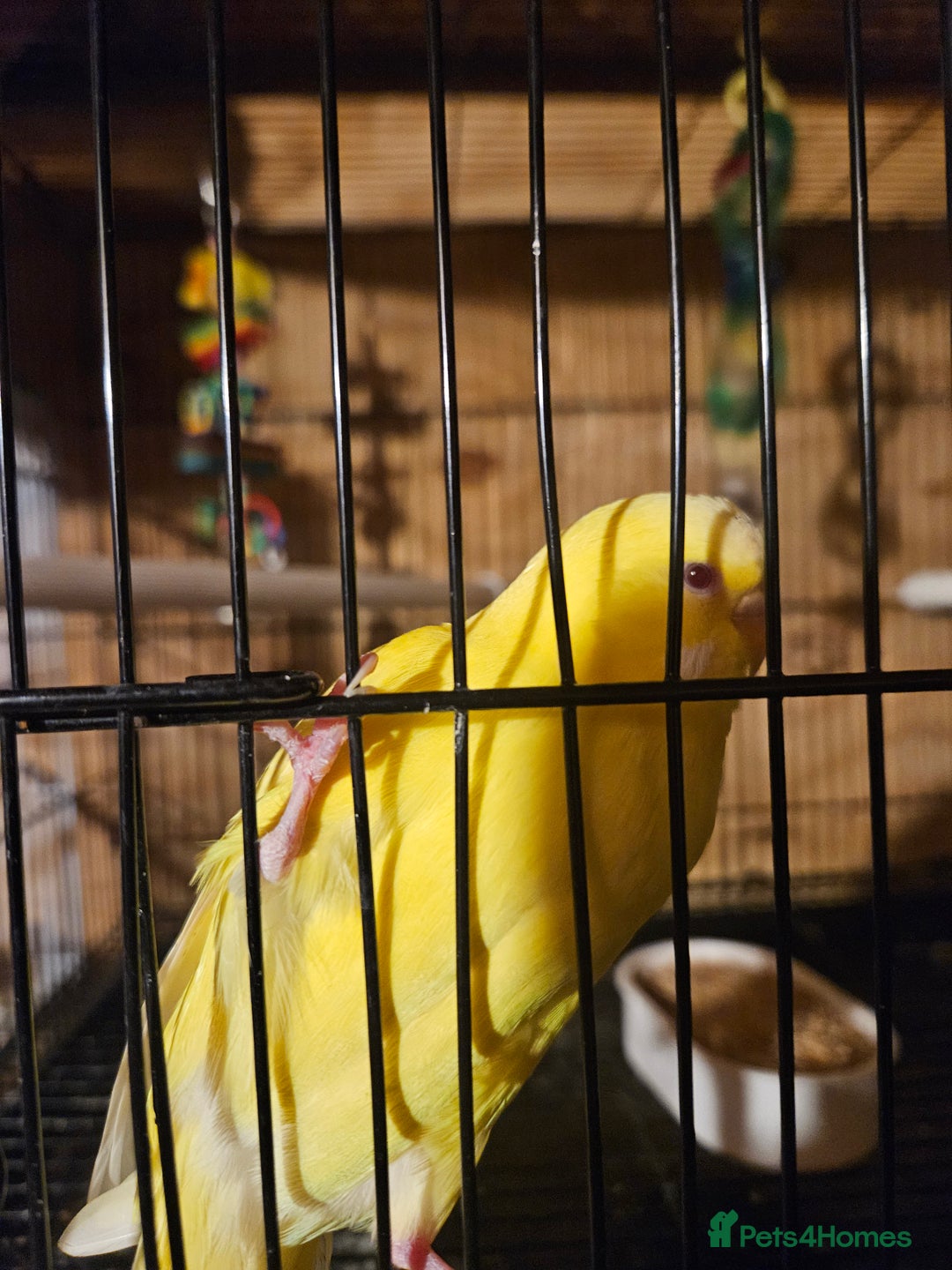 Budgerigars birds for sale: Young Budgies for Sale - Advert 3