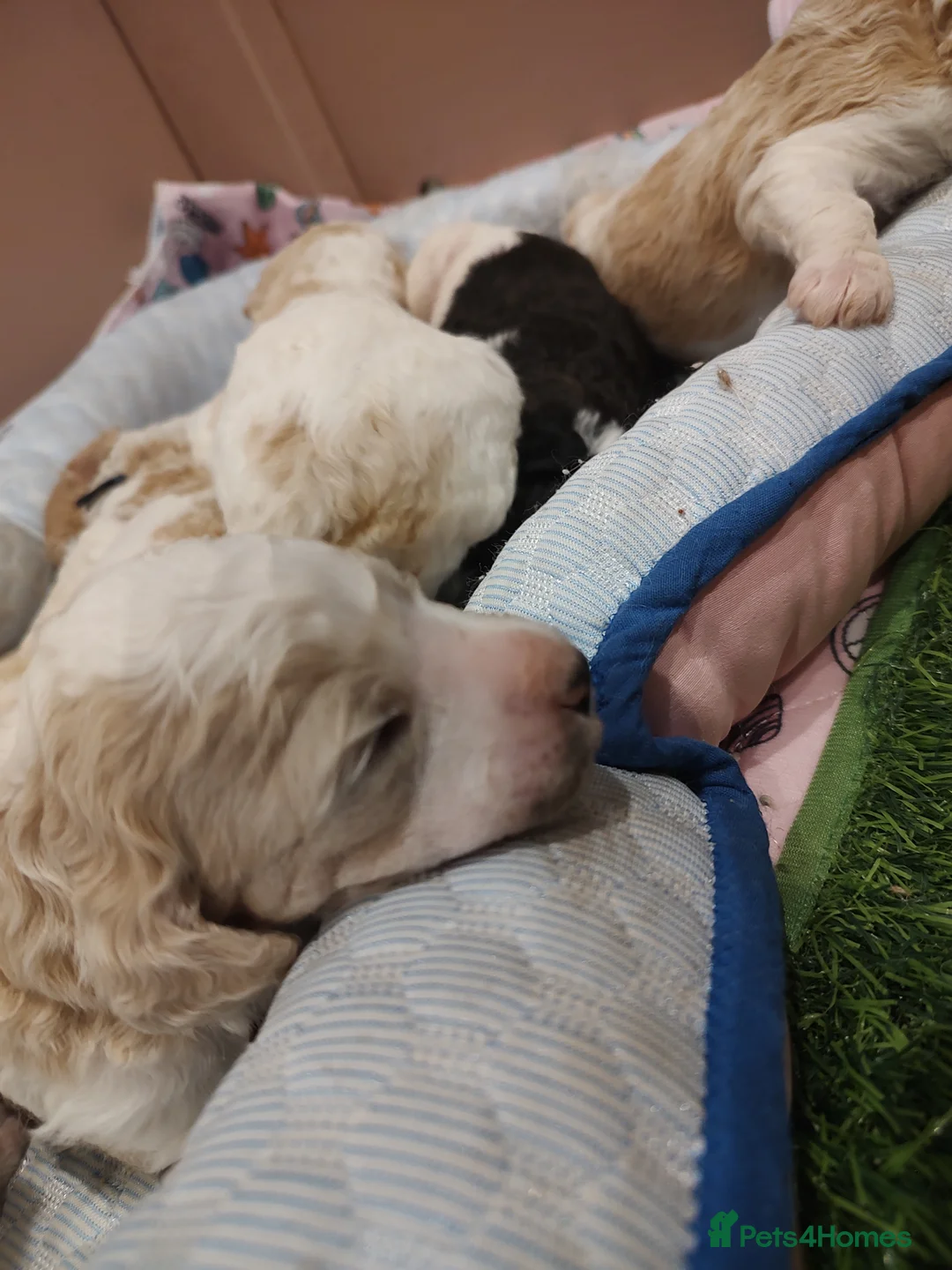Standard Poodle dogs for sale: Elite KC Reg'd Standard Parti Poodle Pups - Advert 2
