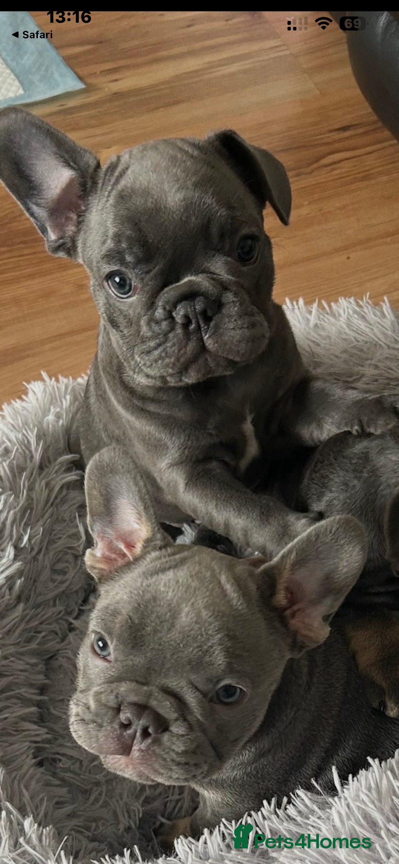 French Bulldog dogs Playful snuggly Puppies  - Advert 12