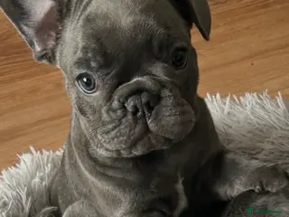 French Bulldog dogs Playful snuggly Puppies - Advert 12