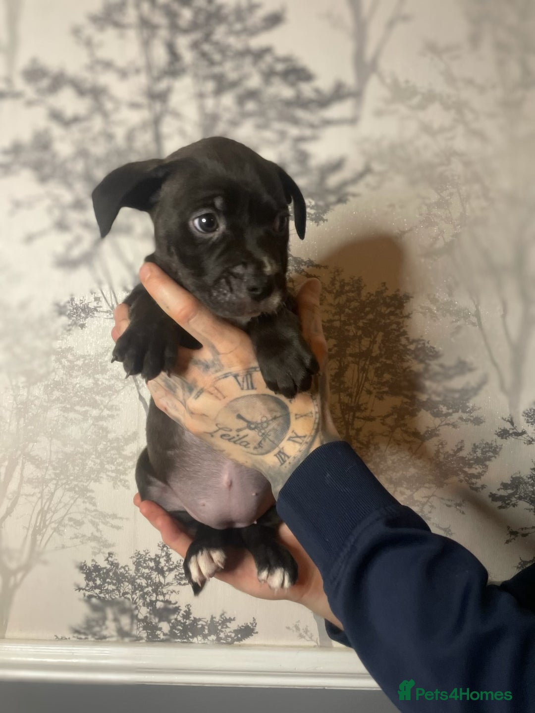 Mixed Breed dogs for sale: Bulldogs for sale  - Image 5