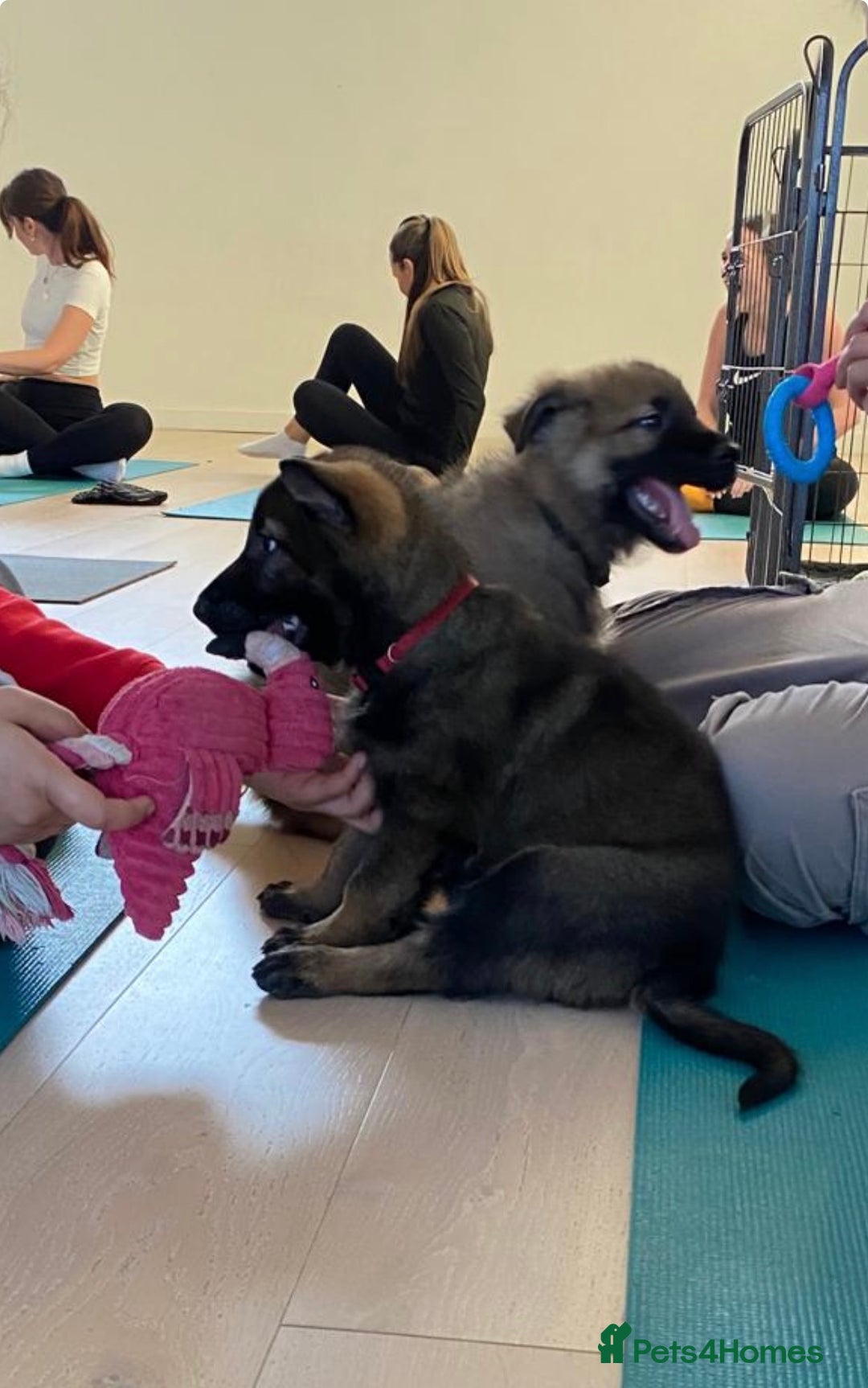 German Shepherd dogs for sale: 🐶 Outstanding Working line GSD puppies 🐶 - Advert 17