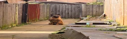 Belgian Shepherd Dog dogs for sale: 1 year Belgian Malinois Pure - Advert 3