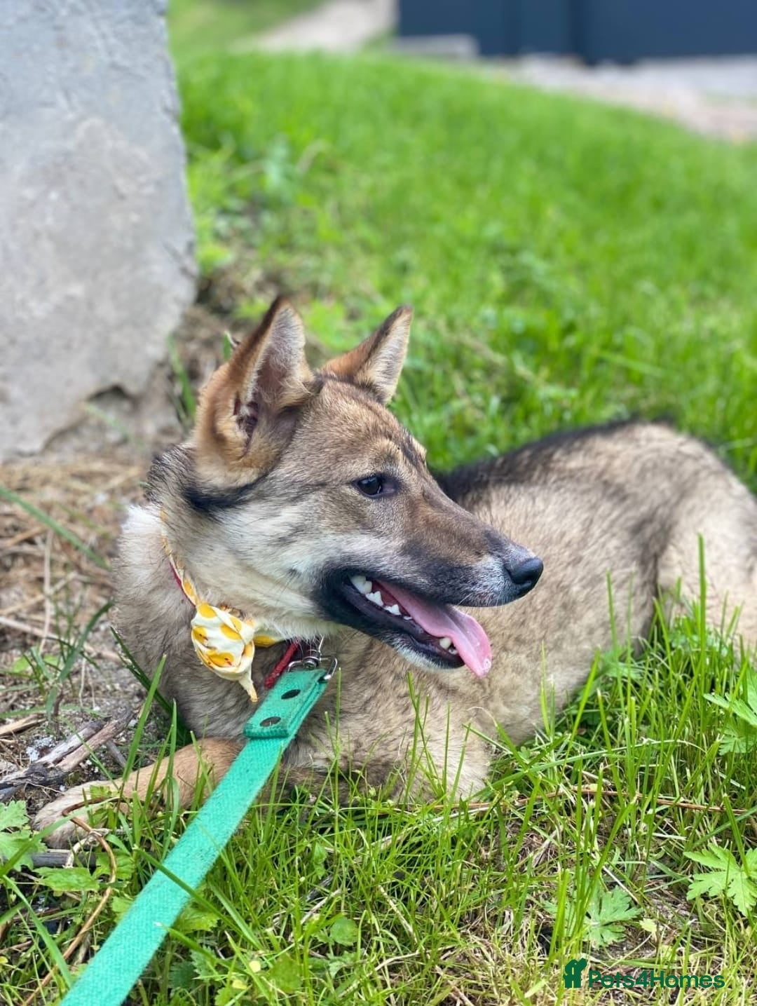 Mixed Breed dogs for adoption: 💖🐶 JOYA 🐶💖 - Image 9