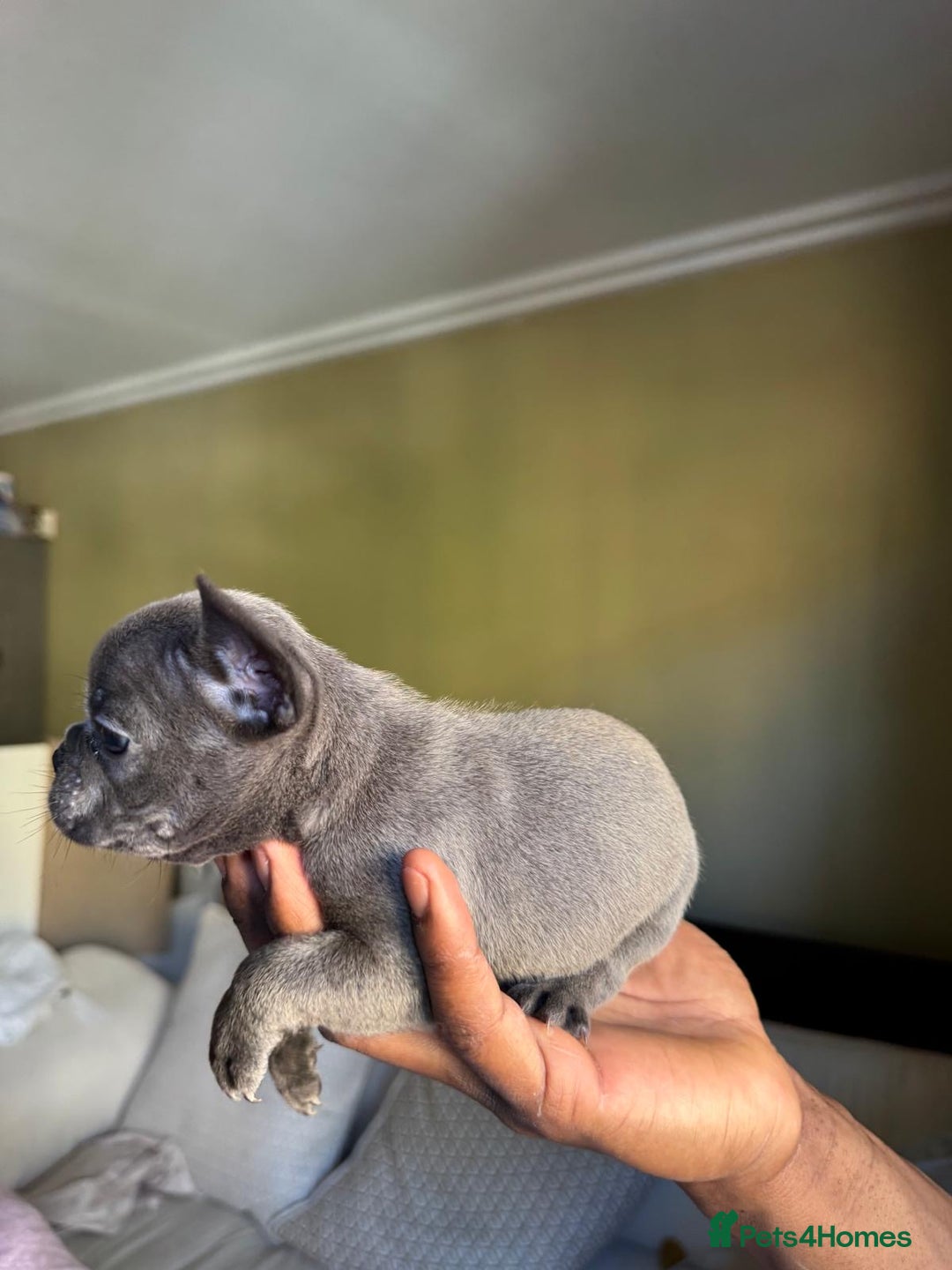 French Bulldog dogs for sale: Adorable French Bulldog Puppies in Barking - Image 18