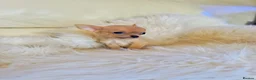 Chihuahua dogs for sale: 3 Male Extra Extra Small Chihuahua pups - Advert 35