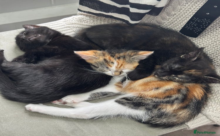 Mixed Breed cats - Advert 15