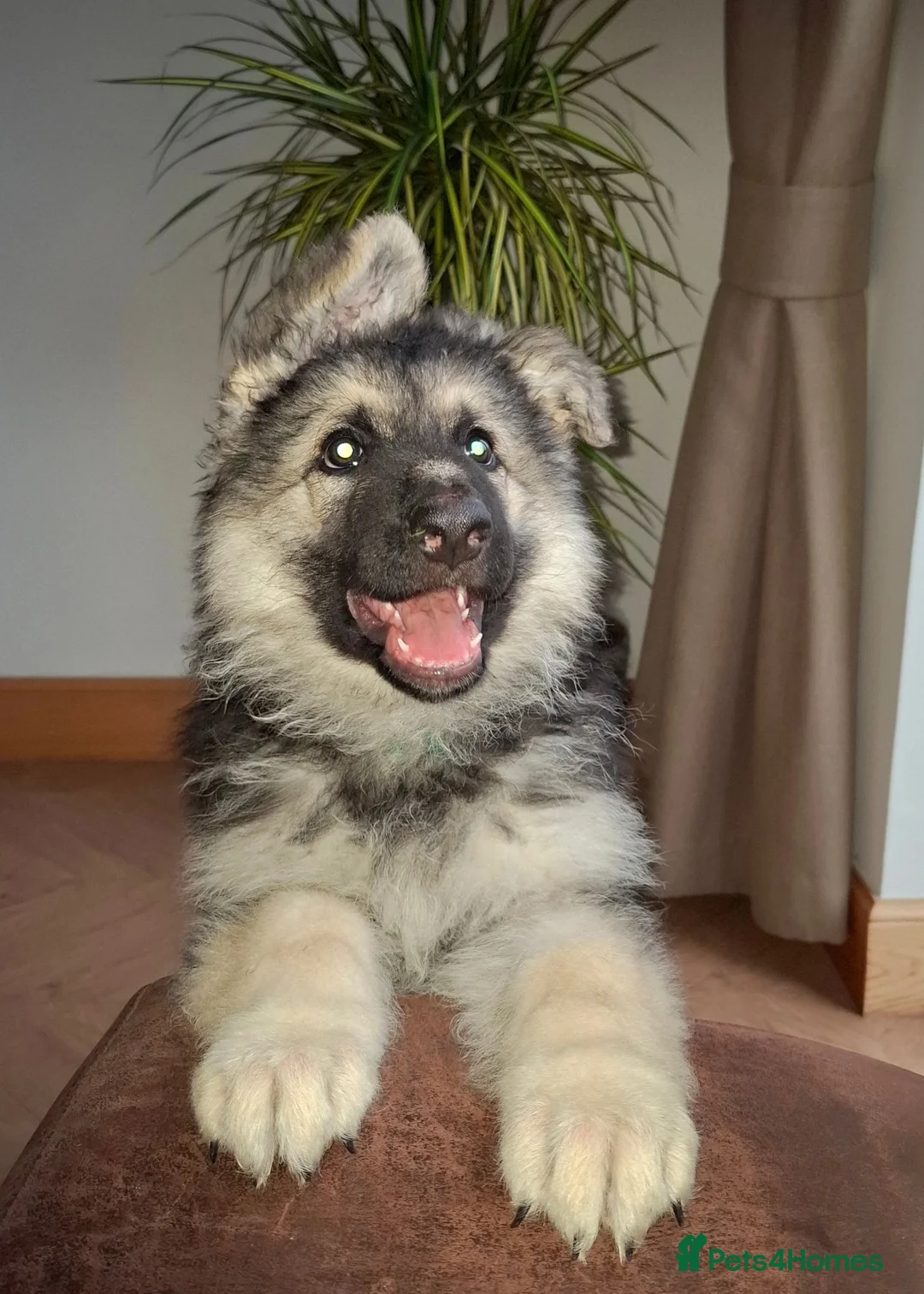 German Shepherd dogs for sale: K.C german shepherd puppies - Advert 1