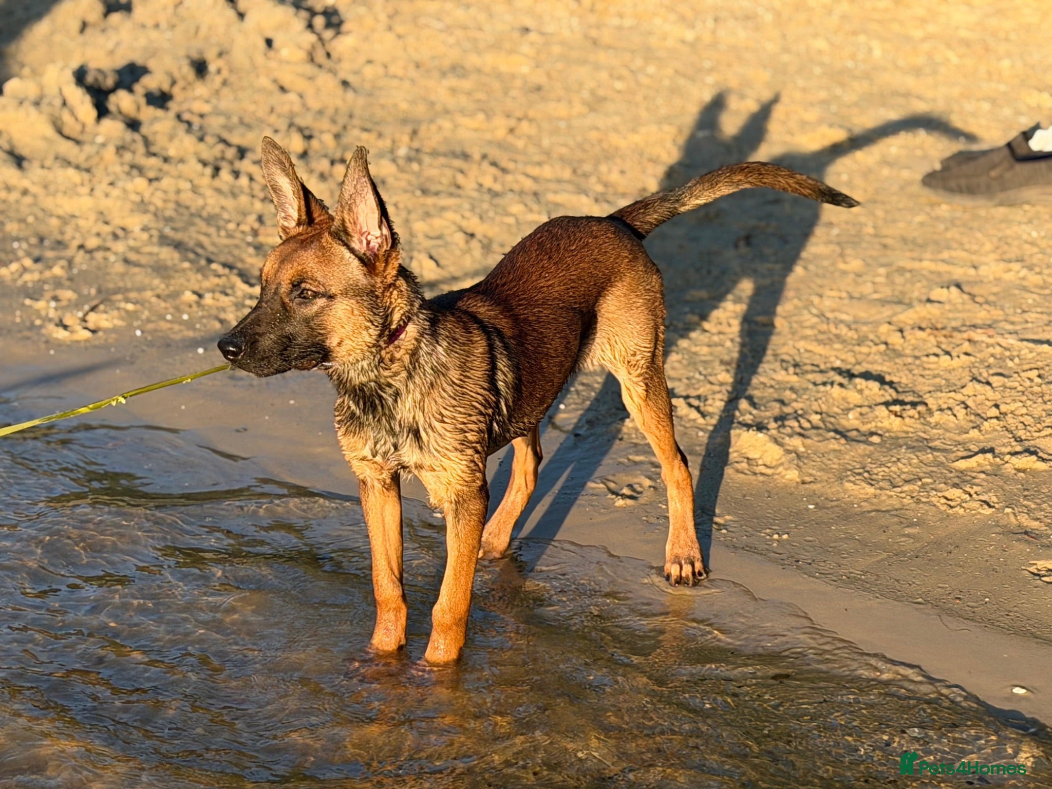 Belgian Shepherd Dog dogs Beautiful Female available  - Advert 1