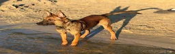 Belgian Shepherd Dog dogs for sale: Beautiful Female available  - Advert 1