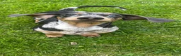 Miniature Dachshund dogs for stud: STUD Marvin Isabella Dapple Miniature Dachshund  - Advert 3