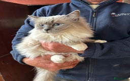 Ragdoll cats for sale: Seal bi colour - Image 4