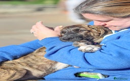 Mixed Breed dogs for adoption: Rosemary - Sweet & Calm - Image 8