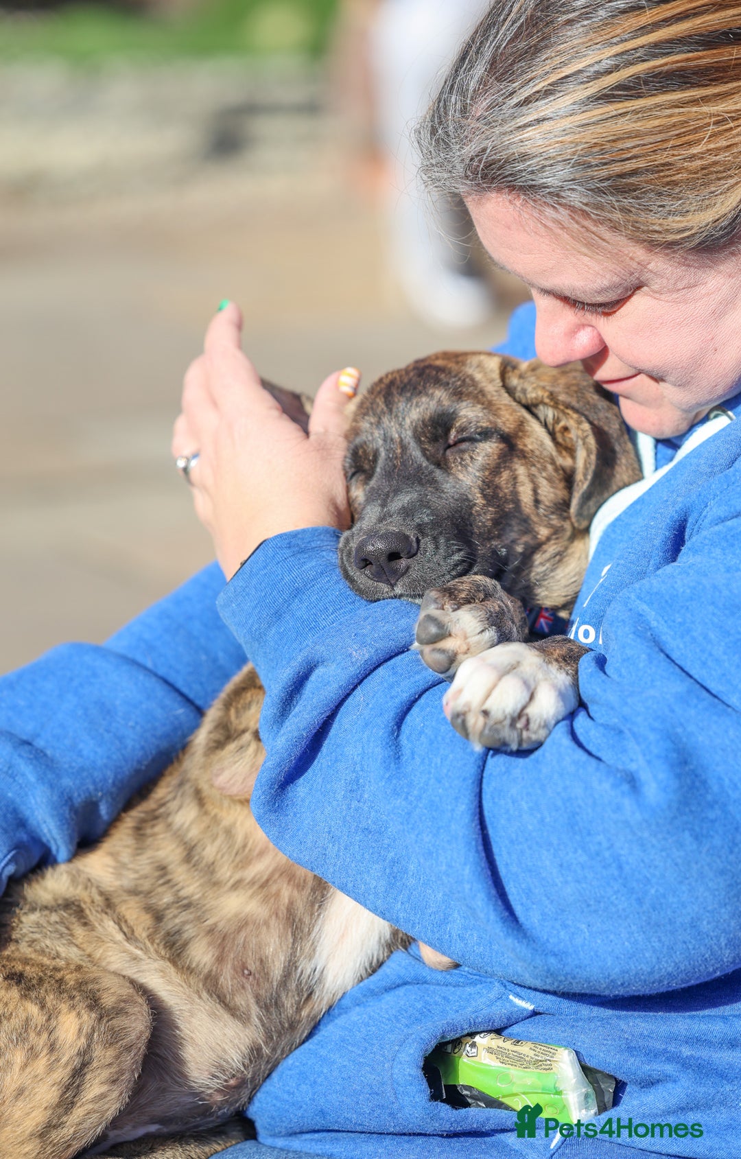 Mixed Breed dogs for adoption: Rosemary - Sweet & Calm - Image 8