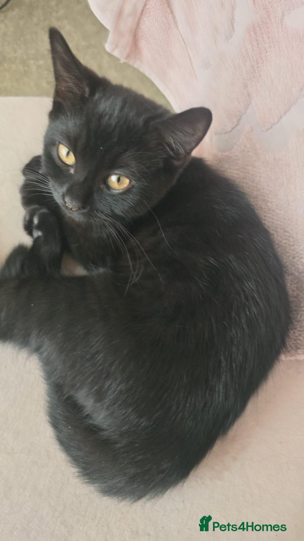 British Shorthair cats Beautiful black mixed breed kitten  - Advert 2
