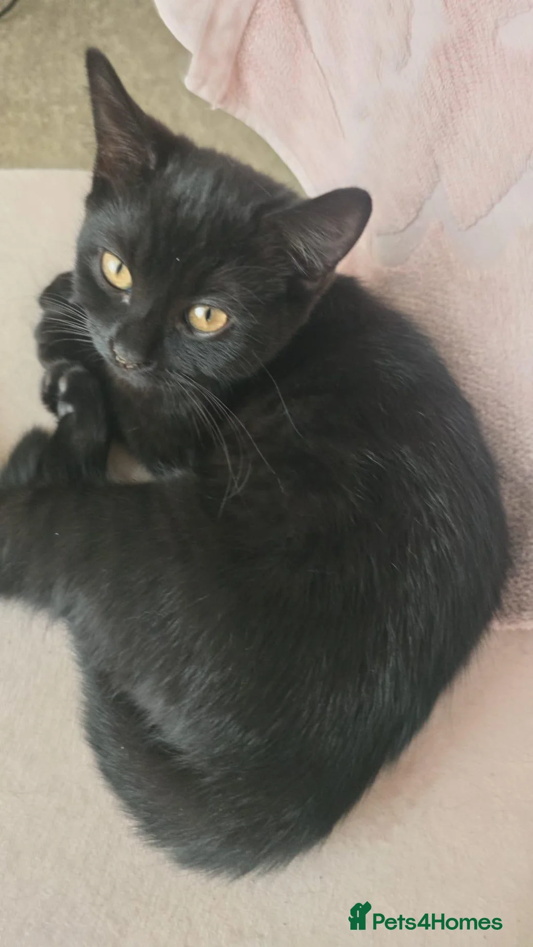 British Shorthair cats for sale: Beautiful black mixed breed kitten  - Advert 1