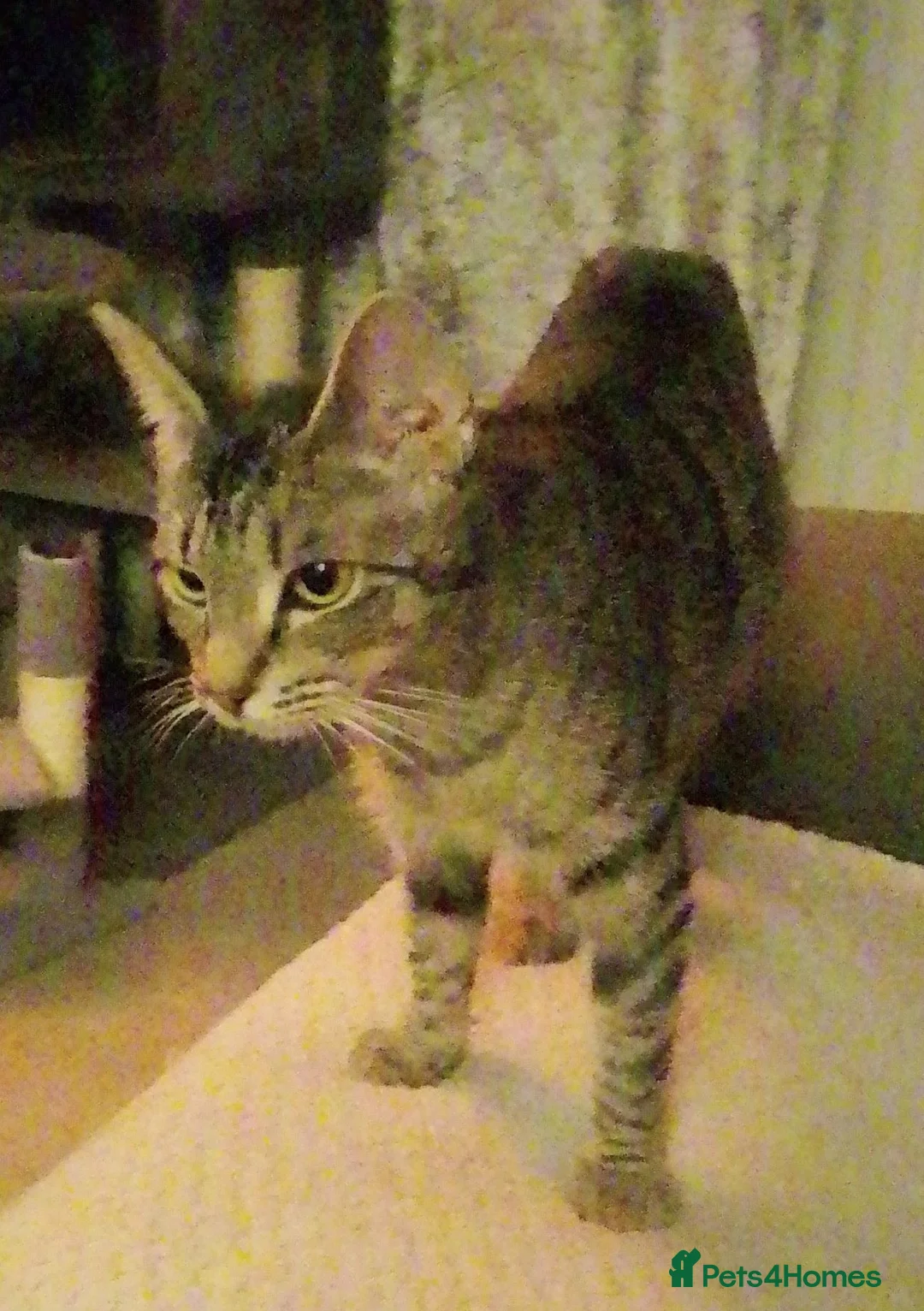 Bengal cats for sale: Bengal mix and 2 black fluffys - Advert 1