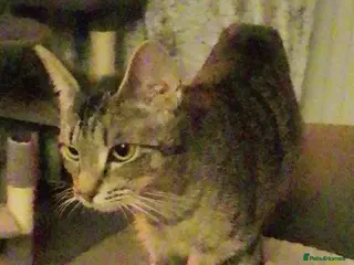 Bengal cats Bengal mix and 2 black fluffys - Advert 3