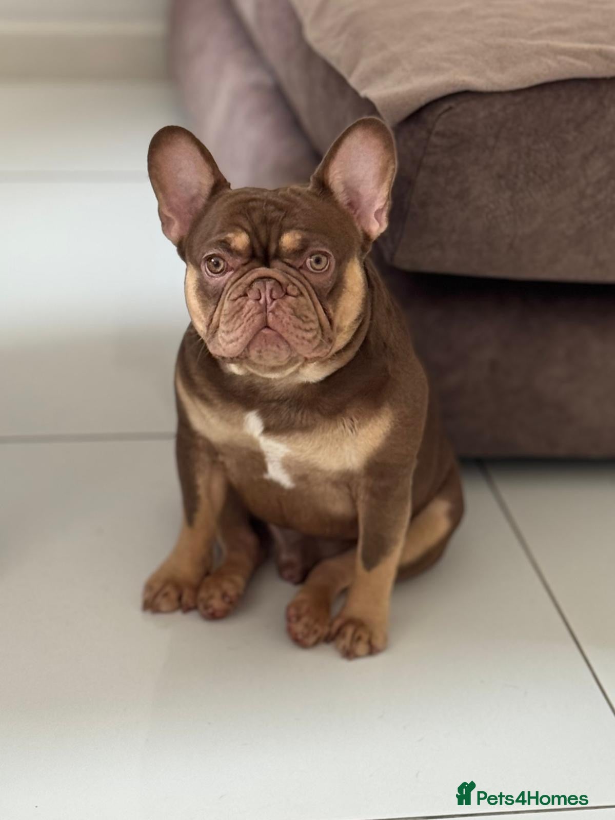 French Bulldog dogs 🤎🌟Rojo Chocolate & Cherry Tan KC Stud 🌟🤎 - Advert 16