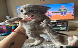 British Shorthair cats for sale: British shorthair cat  - Advert 9