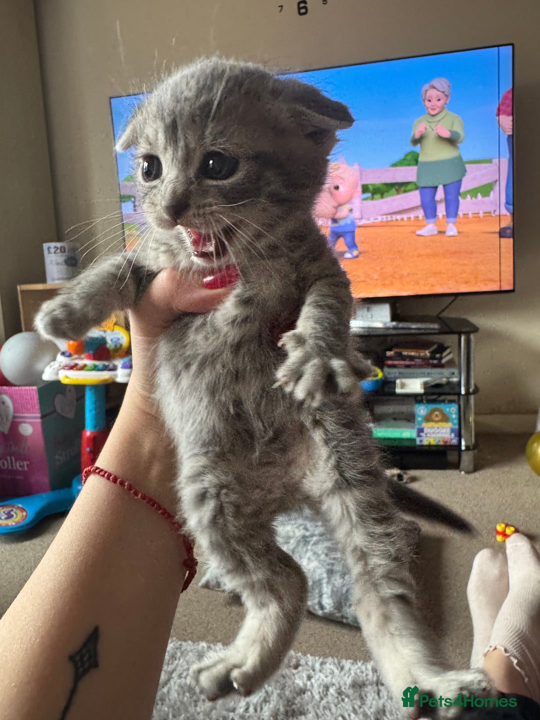 British Shorthair cats for sale: British shorthair cat  - Advert 9