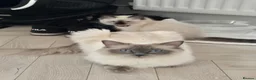 Ragdoll cats for sale: PEDIGREE RAGGDOLLS in Chatham - Advert 30