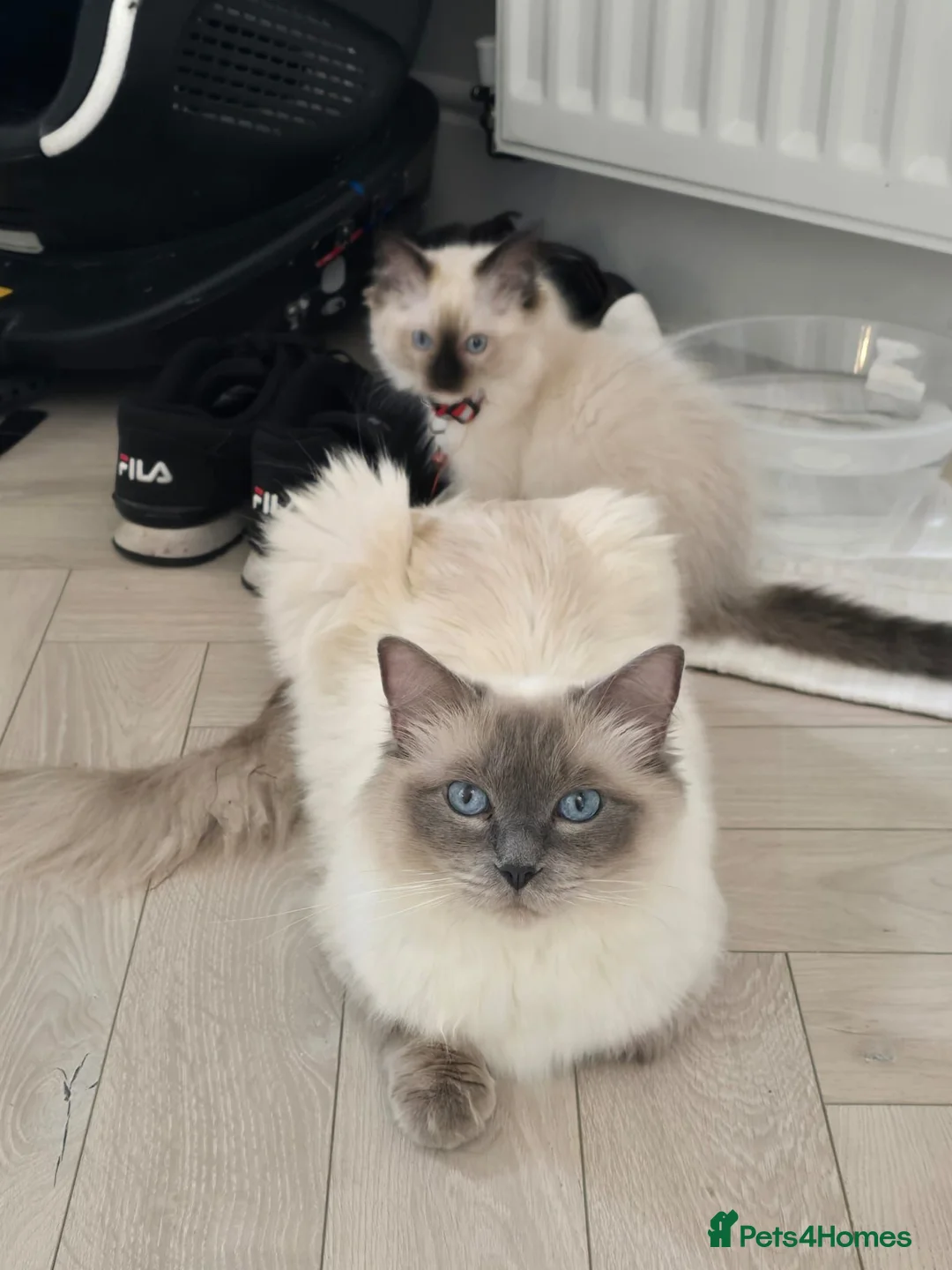 Ragdoll cats for sale: PEDIGREE RAGGDOLLS in Chatham - Advert 30
