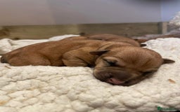 Soft Coated Wheaten Terrier dogs for sale: Beautiful Quality Soft Coated Wheaten Terriers  - Image 7