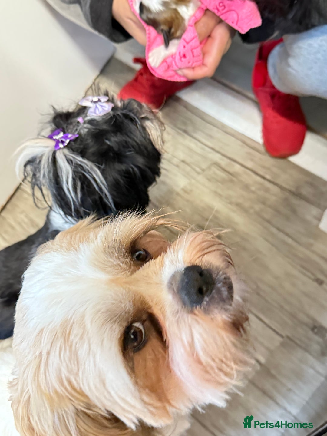 Shih Tzu dogs for sale: ShihTzu Newborn Puppies 💕Home-Raised & Well-Loved - Advert 20