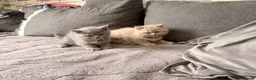 British Shorthair cats for sale: Left 1 female fluffy British shorthair kitty!!!… - Advert 11