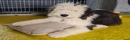 Old English Sheepdog dogs for stud: Old English Sheepdog for Stud KC Registered  - Advert 28