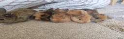Mini Lion Lop rabbits for sale: Lop/ lion head baby bunnys  - Advert 15