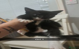 Mixed Breed cats for sale: Lovely kittens waiting for forever homes  - Image 4