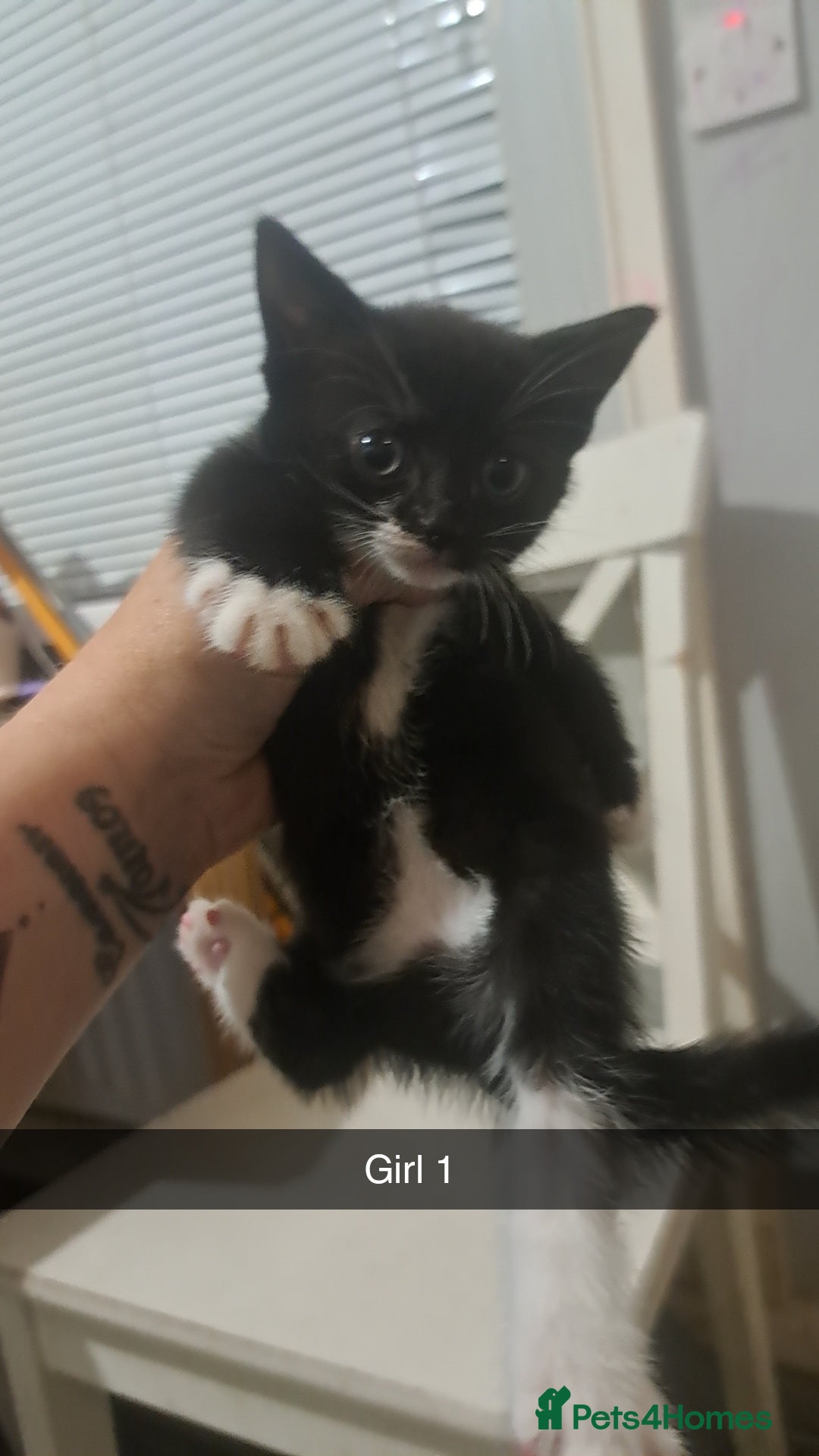 Mixed Breed cats for sale: Lovely kittens waiting for forever homes  - Image 4