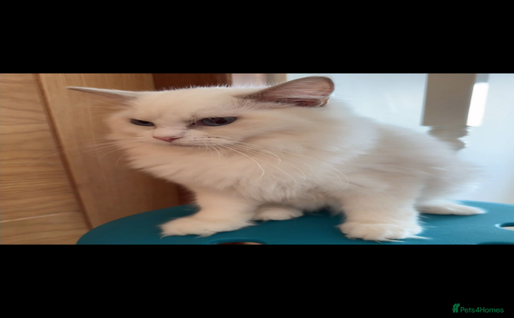 Ragdoll cats - Advert 3