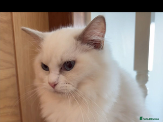 Ragdoll cats - Advert 20