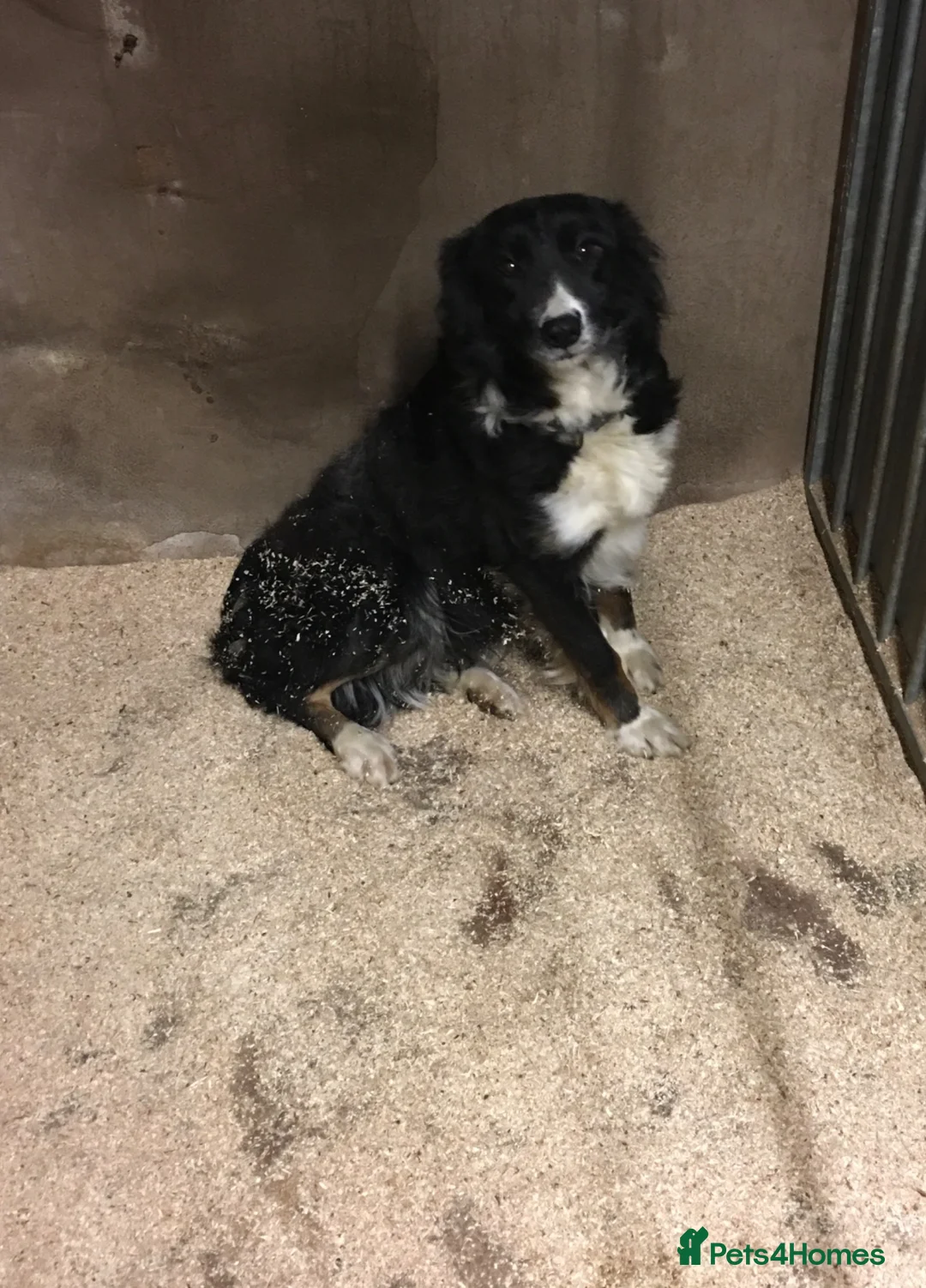 Border Collie dogs for sale: Emma border collie  - Advert 8