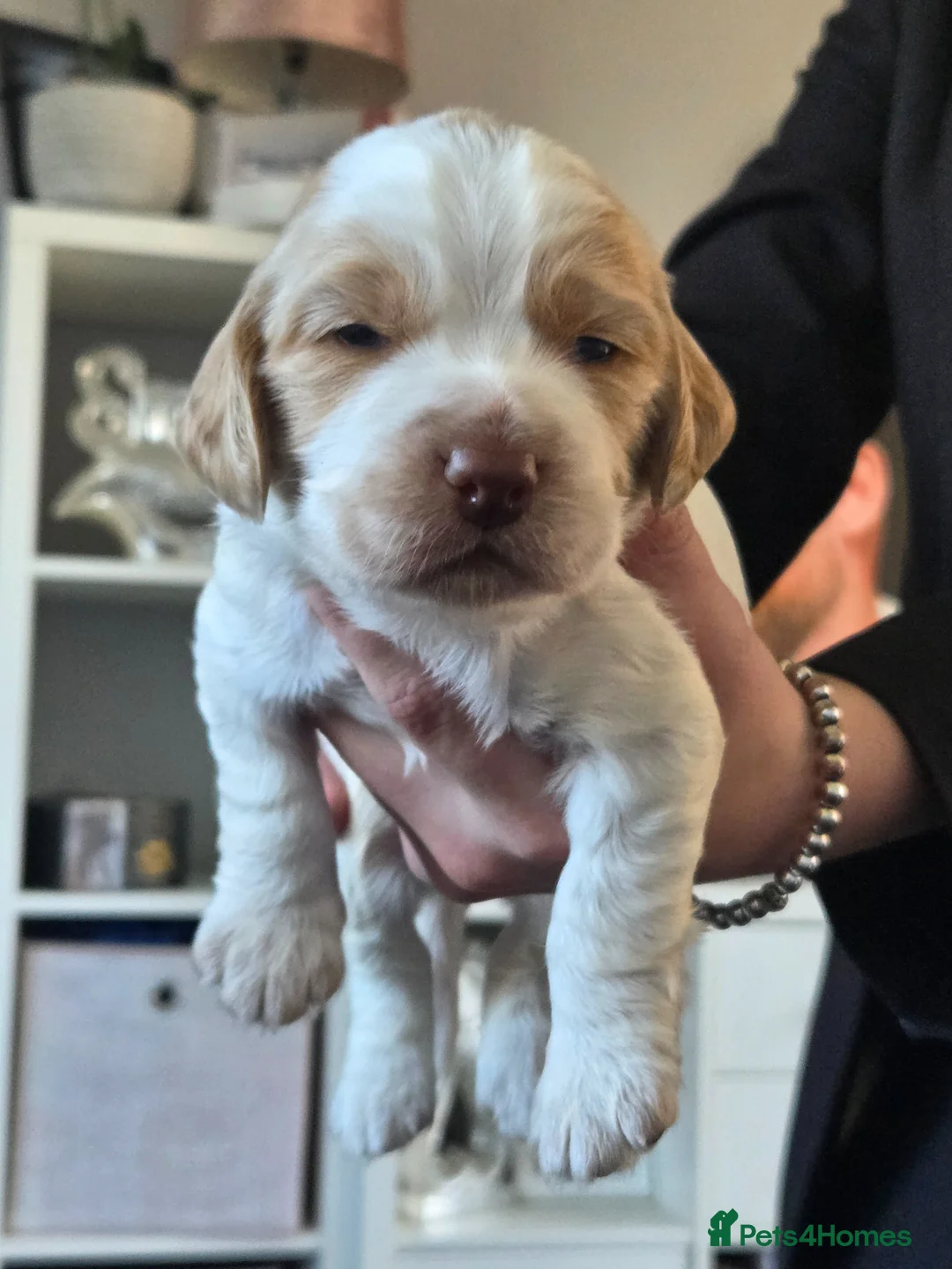 Cocker Spaniel dogs for sale: Cocker spaniel puppies - Advert 2