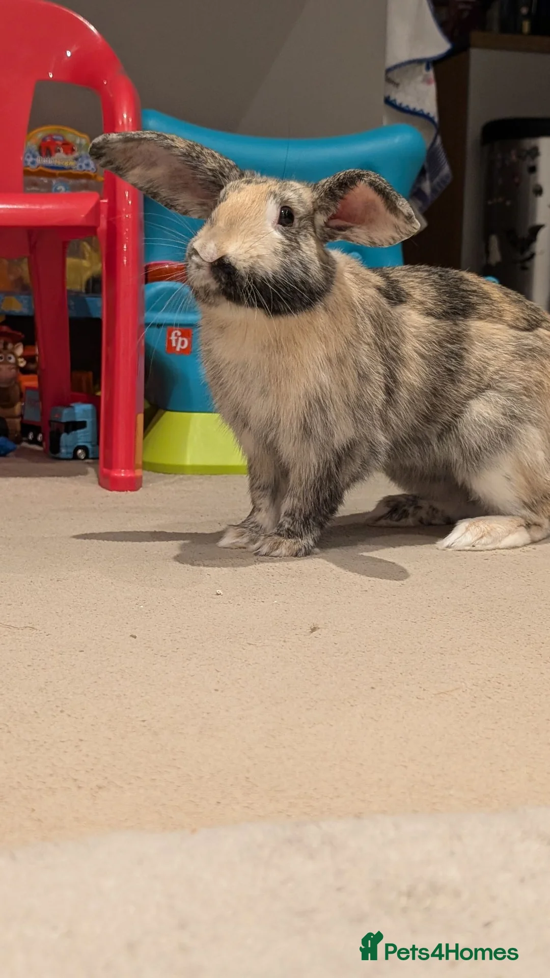 Mixed Breed rabbits for sale: 7 months old male rabbit looking for new home  in Perth - Advert 4