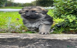 German Shepherd dogs for sale: Outstanding long coat German shepherd puppies  - Image 31