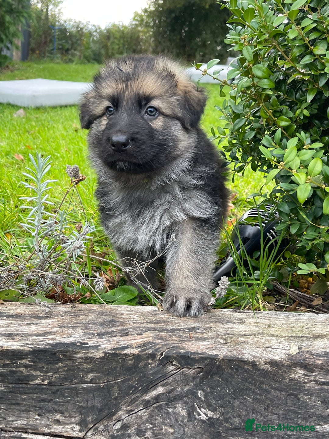 German Shepherd dogs for sale: Outstanding long coat German shepherd puppies  - Image 31