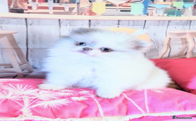 Pomeranian dogs - Advert 8